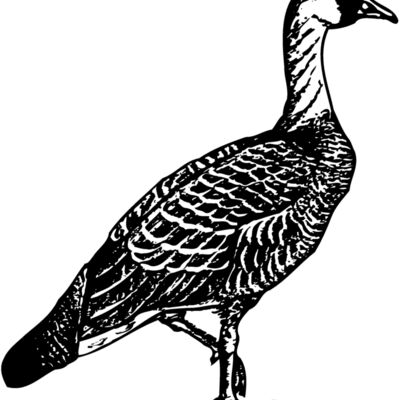 BIRD107 Thumbnail