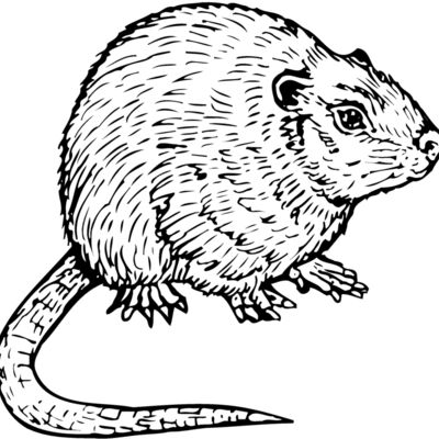 MOUSE002 Thumbnail