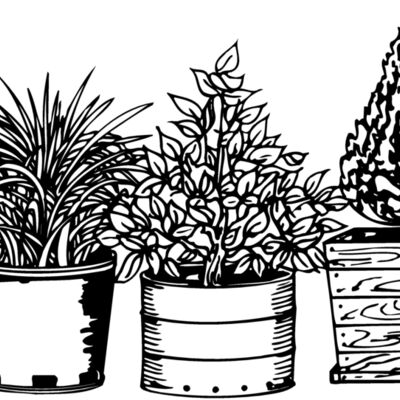 PLANT03 Thumbnail